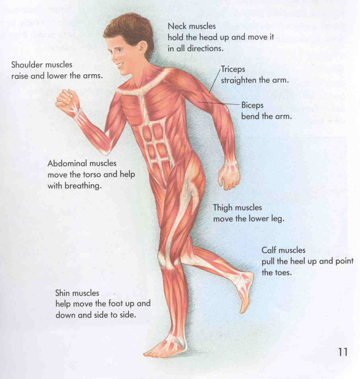 Muscle Names Worksheets Isaiahrobledo1 S Blog